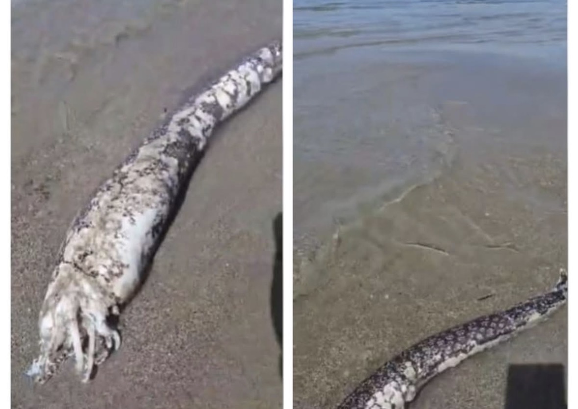 Gjallesa e rrallë e detit habit pushuesit në Vlorë! Si u gjet e ngordhur morena në bregdet