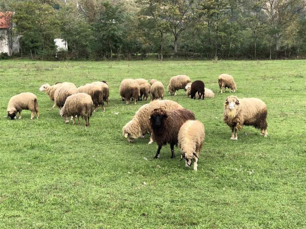 Miratohet Skema Kombëtare e Bujqësisë 2026: Rriten subvencionet për lopët, bagëtitë dhe të mbjellat