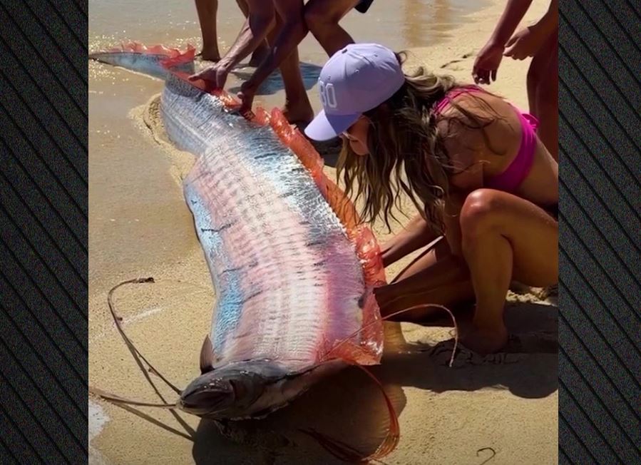 “Peshqit e Apokaliptit” dalin në brigjet e Meksikës! Pse cilësohen si paralajmëruesit e fatkeqësive dhe ngjarjeve të rënda