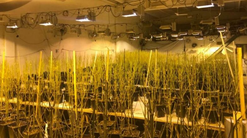 Zbulohet ‘ferma e barit’, gjenden rreth 4 mijë rrënjë kanabisi brenda magazinës! Dyshohet se i përket drejtorit të Burgut të Rrogozhinës