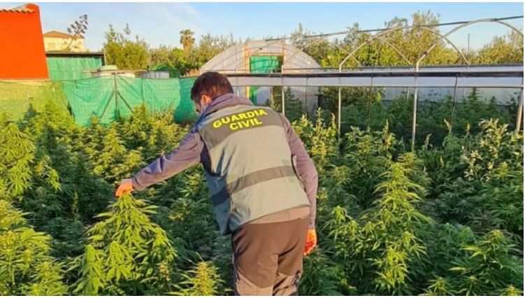 Morën magazinën me qira dhe e kthyen në plantacion droge, arrestohen 2 shqiptarë në Spanjë, 2 të tjerë nën procedim!