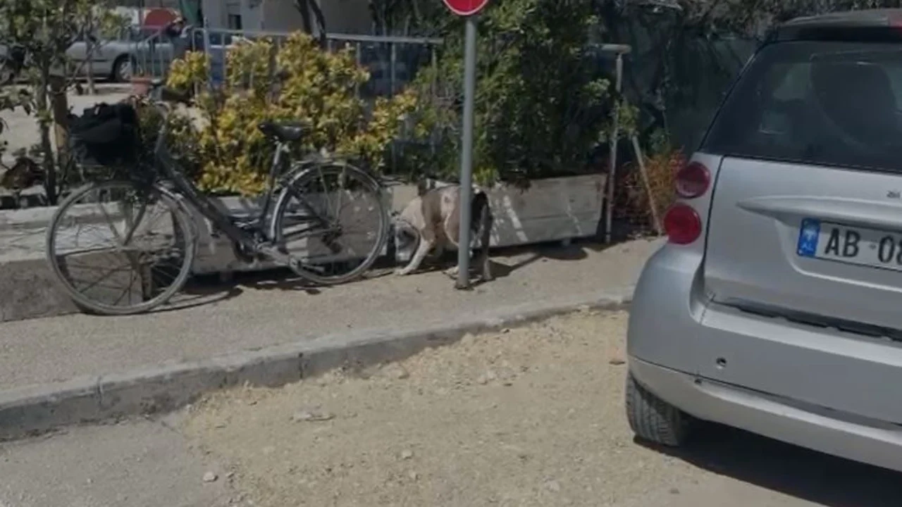 Po luante me gjyshen në Lungomare, Pitbulli kafshon në kokë 4-vjeçaren