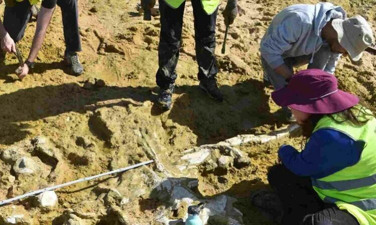 Dy balena 10 milionë vjeçare u zbuluan nga stuhitë dimërore në Portugali