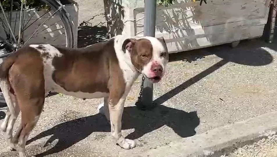 Pitbulli kafshoi 4-vjeçaren në Vlorë, zbulohet pronari i qenit, policia nis procedimin