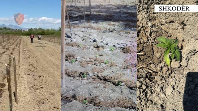 Kultivuan një sasi të lartë bimësh narkotike, arrestohen babë e bir