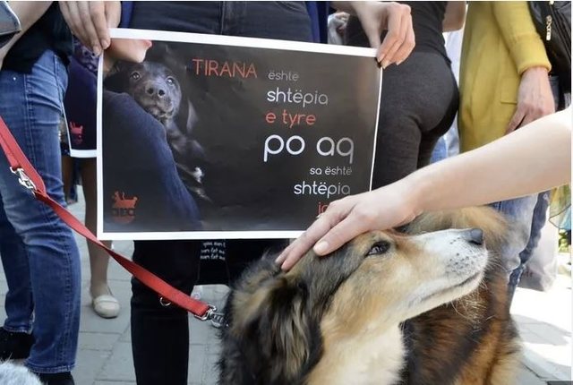 Organizata në mbrojtje të kafshëve denoncon një varr masiv qensh në zemër të Tiranës