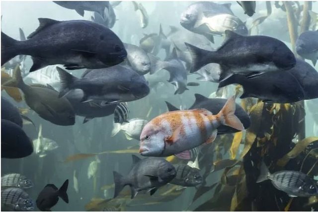 Për herë të parë një virus detar kalon te njeriu