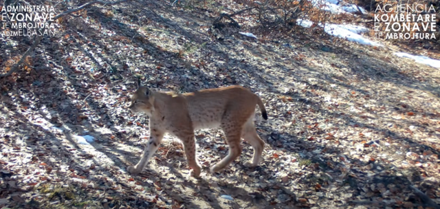 Rrëqebulli i Ballkanit fotografohet sërish në Parkun Kombëtar të Shebenikut