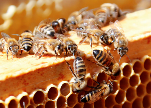 Zbulim që jep shpresë/ Ja si bletët mund të ndihmojnë në trajtimin e kancerit të gjirit