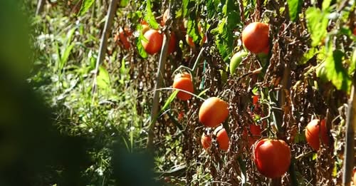 “Ari i kuq”, domatja importohet 60 lekë, shitet deri në 600 lekë, shkak prodhimi i paktë vendas