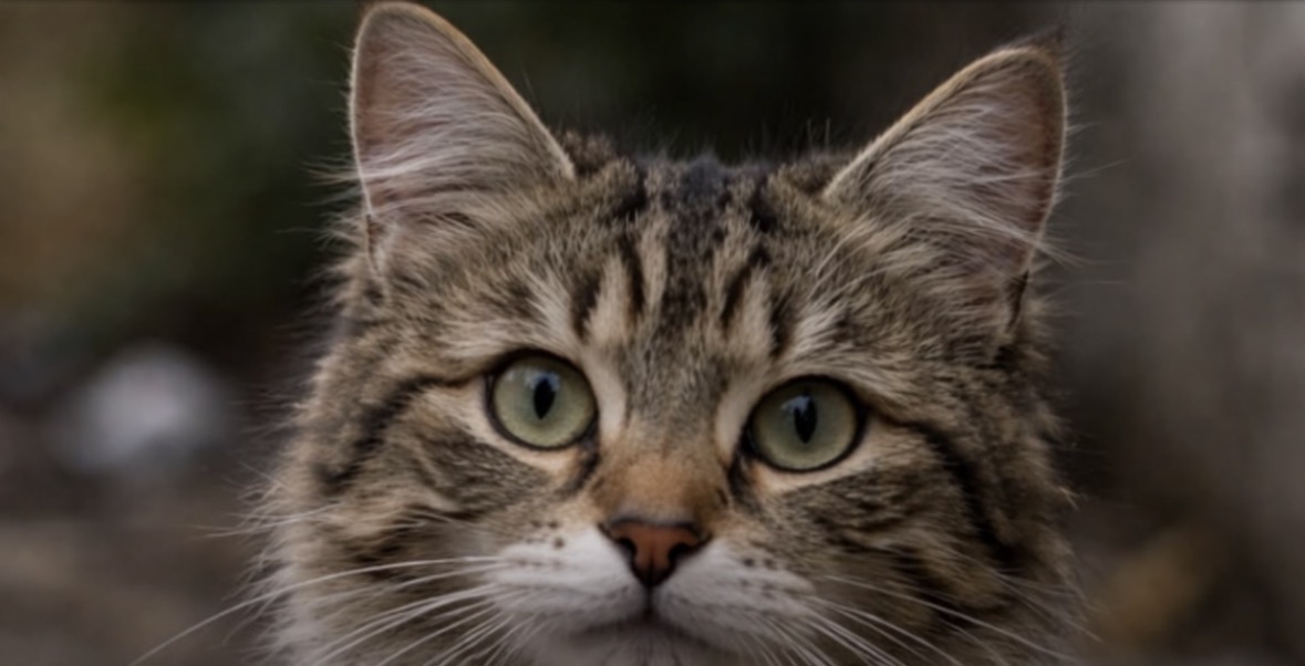 Një natë që mund të ndryshojë një jetë: A do t’i hapnit derën një maceje endacake? 