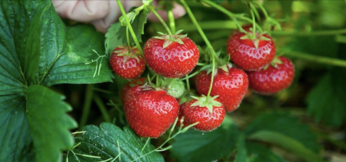 Disa hapa se si t’i lani siç duhet luleshtrydhet 