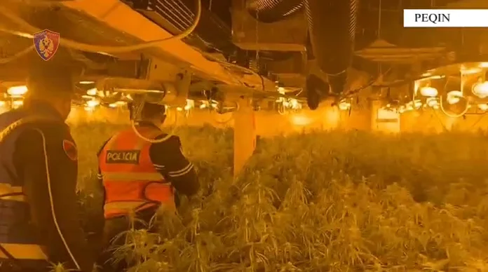 Kanabisi i fshehur në magazinën e ish-drejtorit të burgut të Rrogozhinës/ Hita pezullon nga puna 7 punonjës policie (EMRAT)