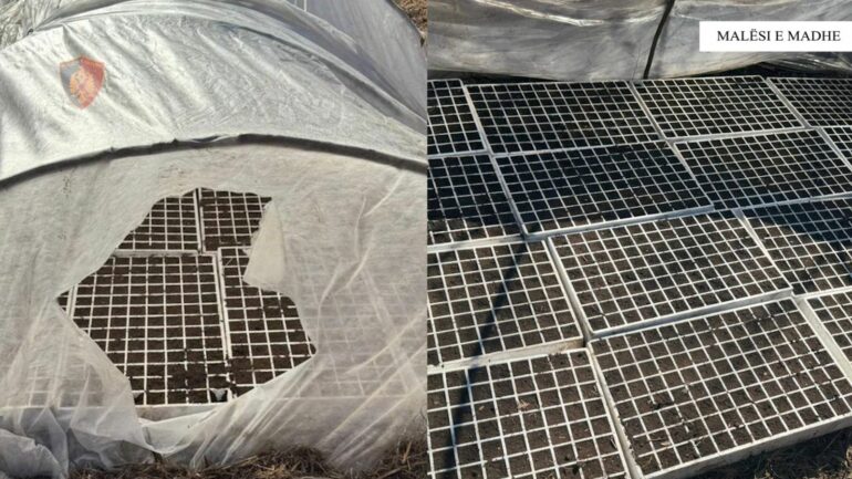 Operacion në Malësinë e Madhe, zbulohen platforma kanabisi, në kërkim autorët