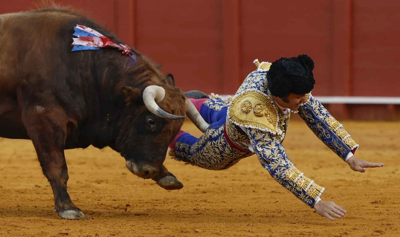Lëndim i rëndë për “mbretin e toreadorëve” në Spanjë, demi i shkakton një plagë të brendshme 10 centimetra