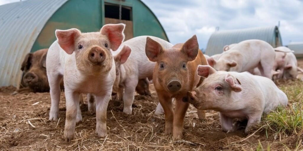 Spanja goditet nga murtaja e derrave! Eksportet bien ndjeshëm, rreziku mbetet ende i lartë