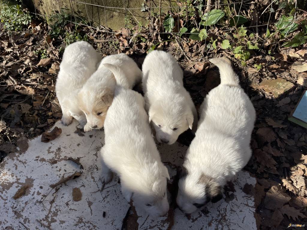 Shpallet në kërkim italiani në Durrës, mbajti të mbyllur disa këlyshë qeni