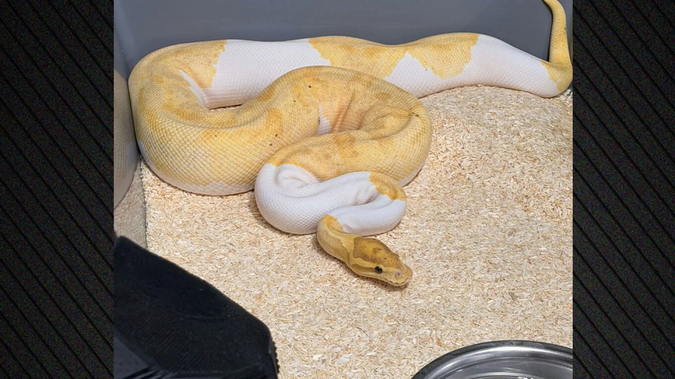 Ngjarje e pazakontë në Poloni, ankesa për një gjarpër zbulon 148 pitonë në një pallat