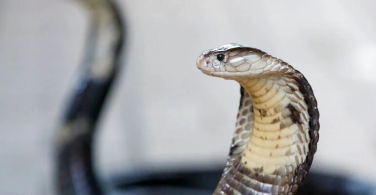 Pushimet kthehen në tragjedi! Turisti gjerman vdes pas kafshimit të gjarprit gjatë një shfaqjeje në hotel