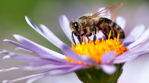 E dinit që nektari i luleve përmban alkool?