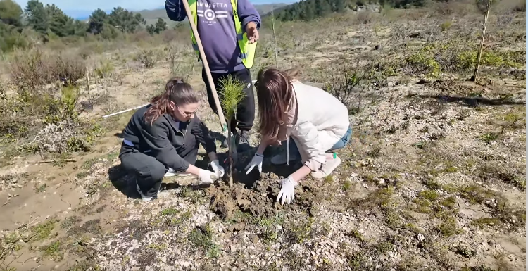Dita e Mbrojtjes së Pyjeve, Bashkia Durrës mbjell 70 fidanë pishe në Ishëm