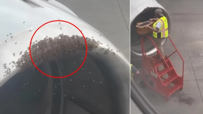 E pazakontë/ Kosherja e bletëve zbulohet brenda motorit të avionit, vonesa në fluturim, autoritetet ndërhyjnë… (VIDEO)