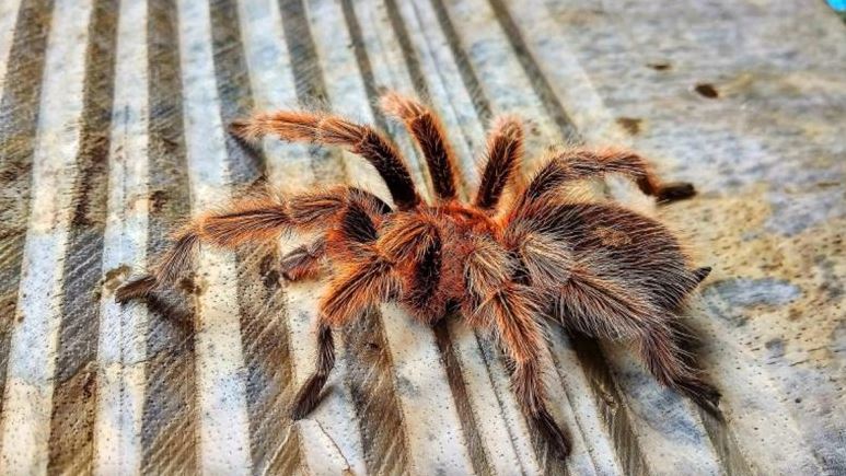 E pazakontë në Gjermani, pako me merimanga braziliane ‘Tarantula’ alarmon pasagjerët e trenit!