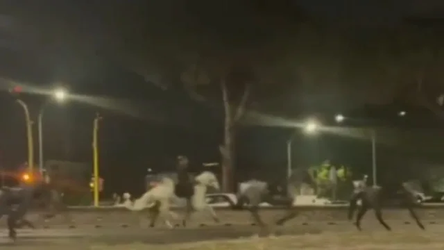 Panik në Romë/ 30 kuaj të forcave të armatosura dalin jashtë kontrollit, plagosin 5 persona