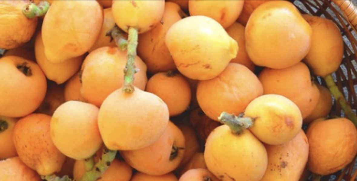 Nespulla, fruti i pranverës/ Nga origjina japoneze te vlerat e shumta shëndetësore në tryezën shqiptare 