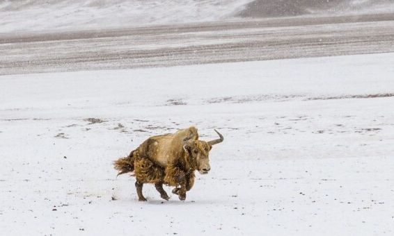 Shpresë për shpëtimin e species në zhdukje, Kina realizon klonimin e parë të jakut të egër