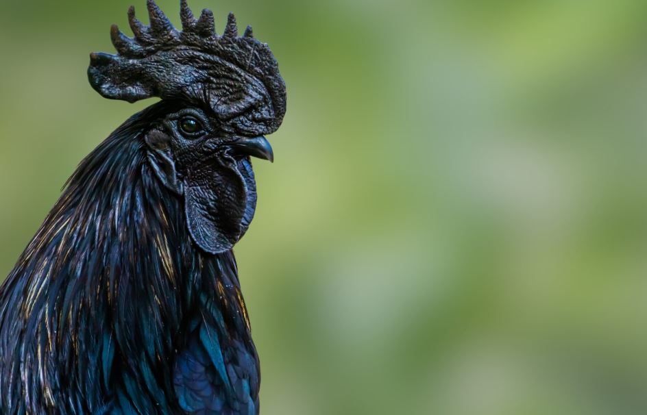 FOTO/ Gjeli i zi dhe sekretet e tij, një specie unike e rrallë