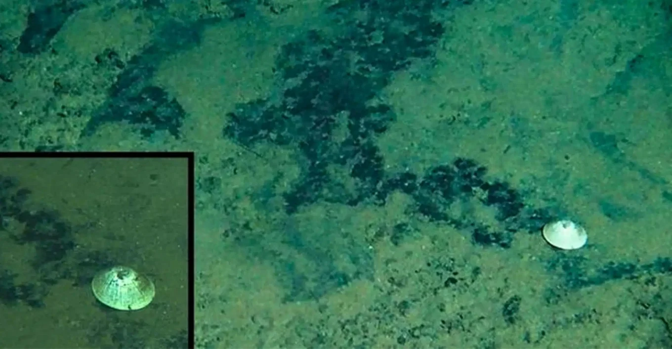 “Përbindëshi” i thellësive, shkencëtarët zbulojnë kërmillin misterioz që jeton në Oqeanin Paqësor