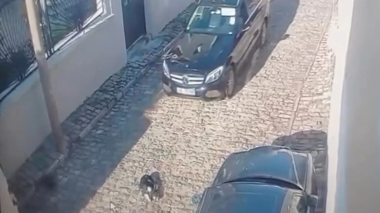 Tentoi të përplaste qëllimisht me makinë qenin në rrugë, policia e Korçës shpall në kërkim drejtuesin e mjetit