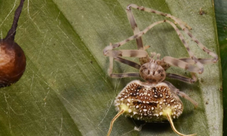 Maskohet si kërpudhë, zbulohet në Amazonë një merimangë e pazakontë ‘zombi’