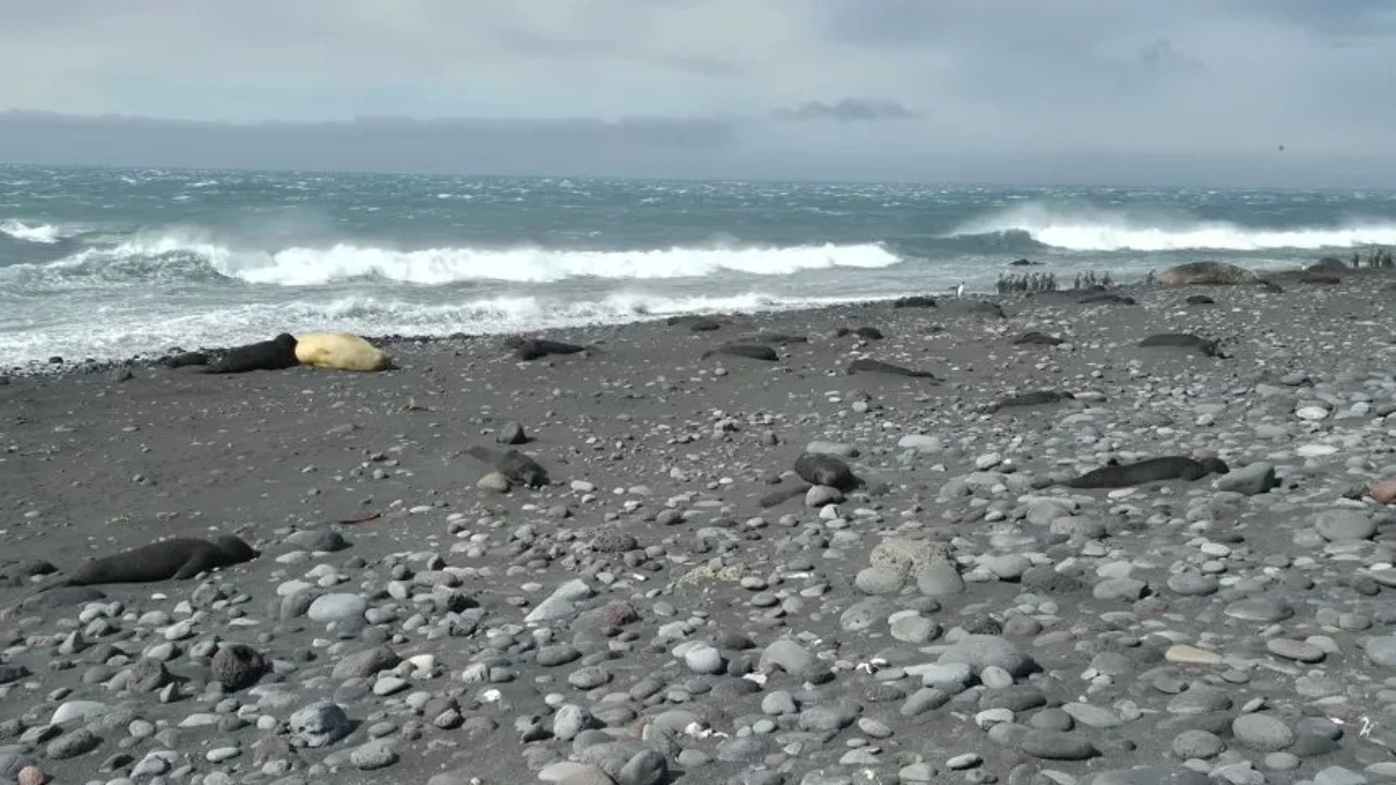 Shpërthen’ gripi i shpendëve në Antarktidë, ngordhin mbi 13 mijë foka, pinguinë dhe zogj