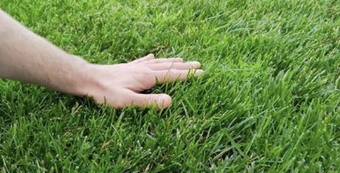 Sekreti i papritur për një lëndinë perfekte/ Ja përbërësi i thjeshtë i kuzhinës që zëvendëson plehrat