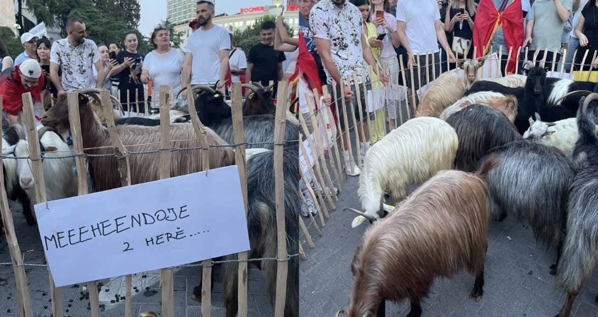 “Ndaloni ekocidin”, dhentë bashkohen në marshim. Mënyra e veçantë e të moshuarit për të protestuar
