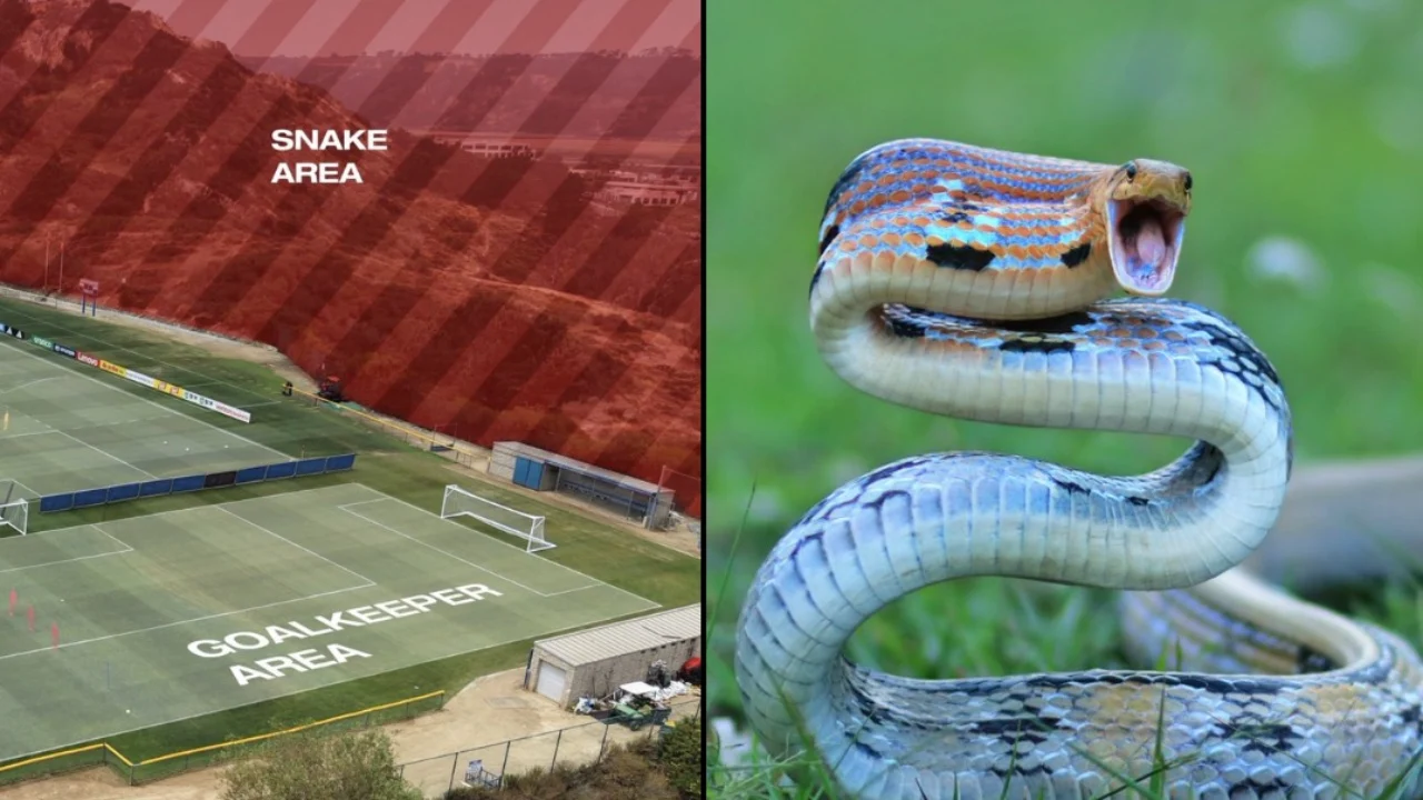 Xhaka me shokë në rrezik? Gjarpërinjtë helmues pushtojnë stërvitjen, kombëtarja gati të braktisë urgjentisht hotelin!