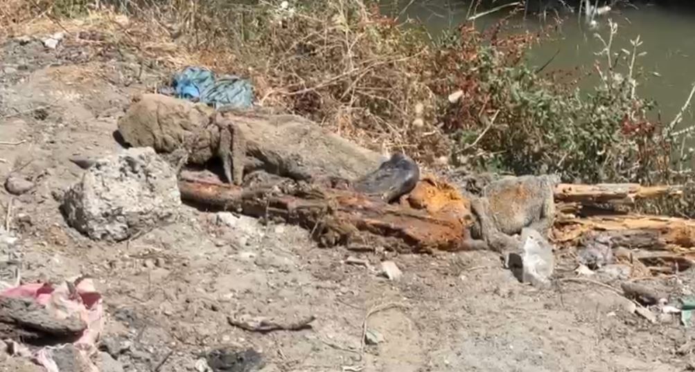 FOTO/ Zbulohet arsenal armatimi i groposur në “Pyllin e Sodës, 2 automatikë dhe 4 granata! Dyshohet se…