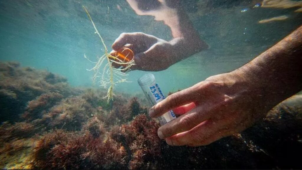Italia nën pushtimin e algave, rrezik për ekosistemet dhe turistët