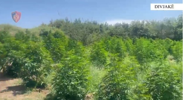 Zbulimi i ambientit ku përpunohej drogë në Divjakë, AMP nis hetim ndaj zinxhirit komandues të Komisariatit të Policisë! Dyshime për shpërdorim detyre