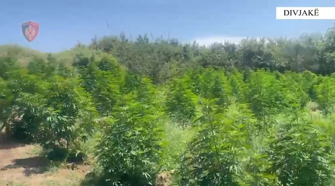 EMRAT/ Zbulohet një ambient për përpunimin e drogës në Divjakë, e pësojnë tre punonjës të Zonave të Mbrojtura!