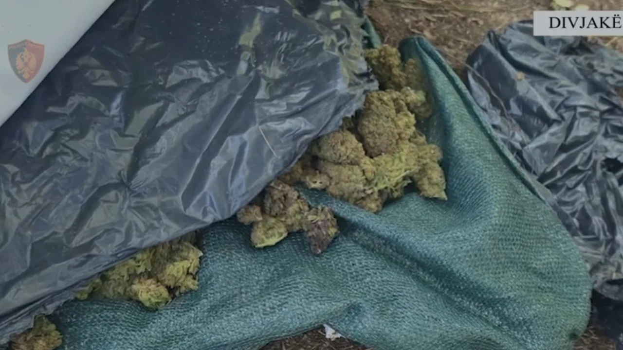Zbulohet në një tokë shtetërore “fabrika” e kanabisit në Divjakë, sekuestrohen 44 kg drogë dhe 1426 bimë narkotike, procedohen tre punonjës të Zonave të Mbrojtura