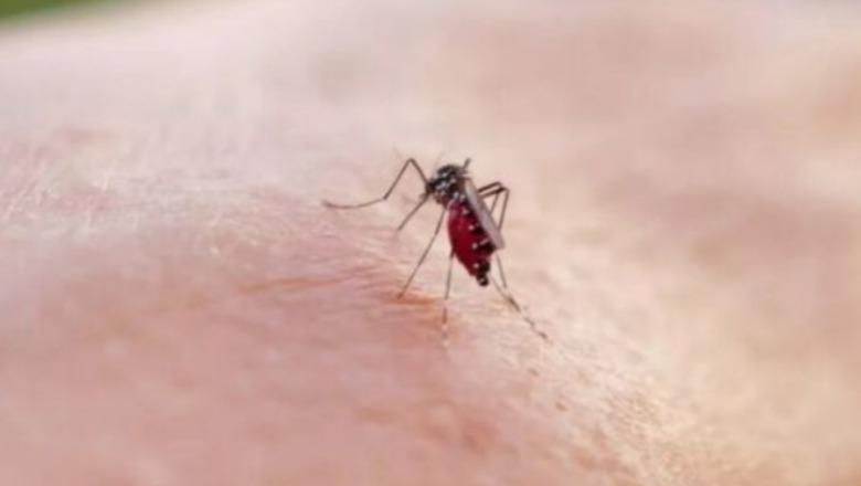 Ethet e Nilit Perëndimor, 36 raste të konfirmuara dhe katër viktima në Maqedoninë e Veriut