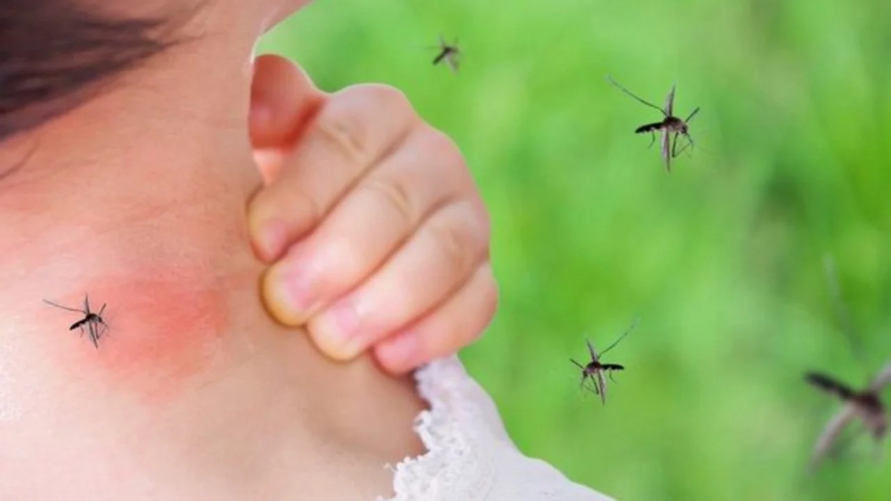 Vijon përhapja e virusit të Nilit Perëndimor në Greqi, 157 raste dhe 13 viktima deri më tani