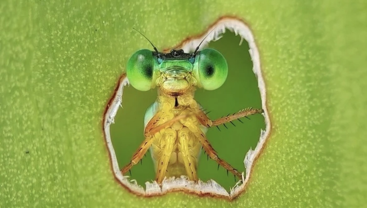 “Dritare mbi ligatinat”/ Pilivesa kurioze bëhet protagoniste e fotografisë më të mirë të biodiversitetit