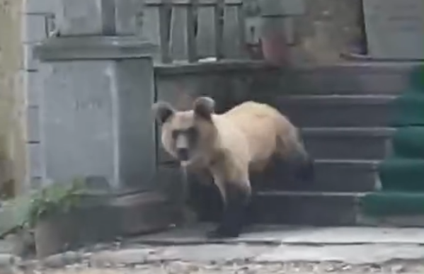 E pazakontë, ariu futet në objektin e shenjtë në Devoll!