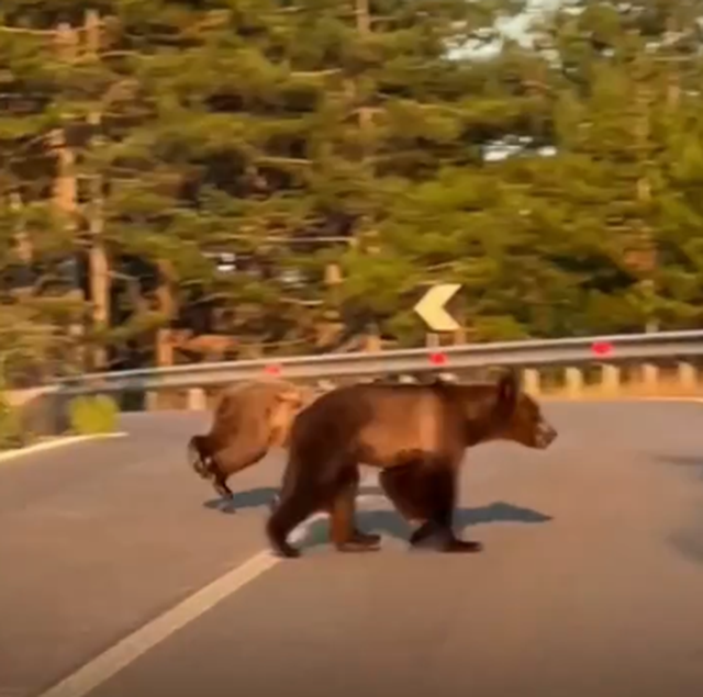Pamje të rralla në hyrje të Pukës, dy arinj shfaqen pranë urës së Karatit