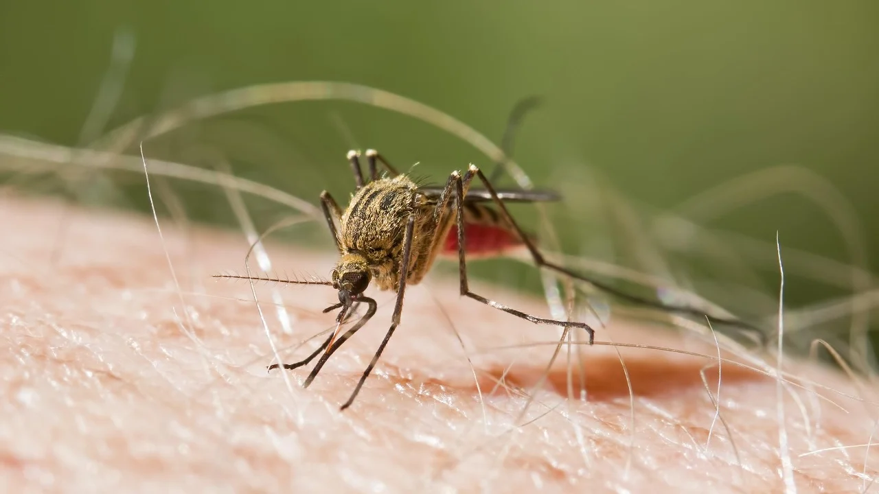 Alarm në aeroportin e Frankfurtit/ Gjashtë punonjës preken nga malaria, një prej tyre humb jetën