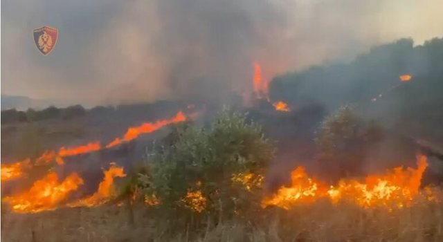 Zjarre në toka bujqësore dhe ullishte/ Në pranga dy persona në Fier, një tjetër procedohet në gjendje të lirë